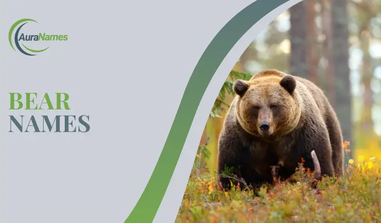 Bear Names