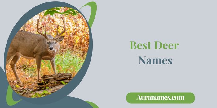 Best Deer Names
