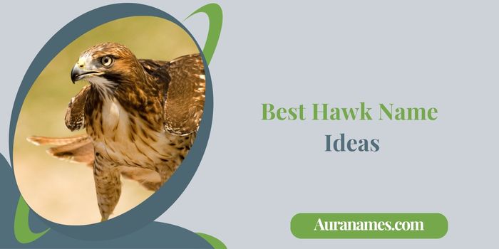 Best Hawk Name Ideas
