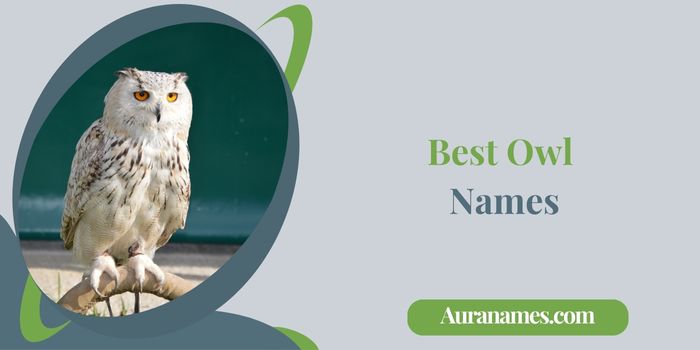 Best Owl Names