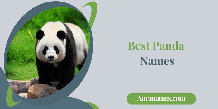 Best Panda Names