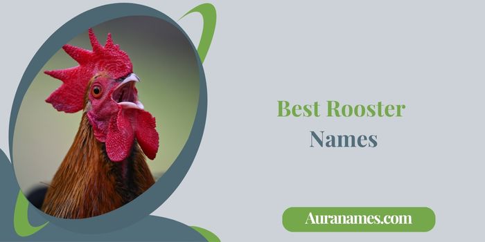 Best Rooster Names