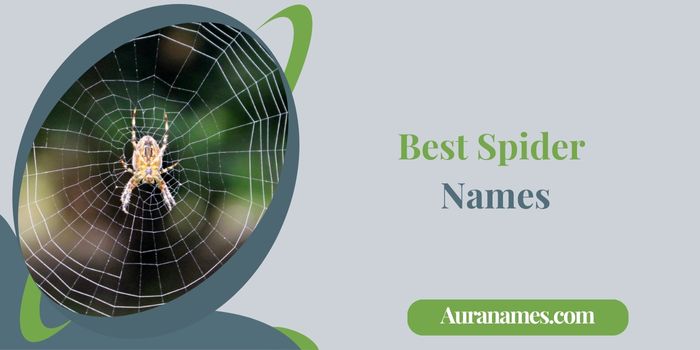 Best Spider Names