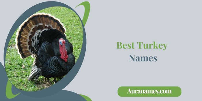 Best Turkey Names