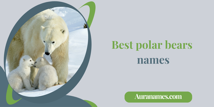 Best polar bears names