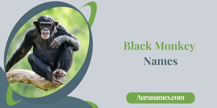 Black Monkey Names