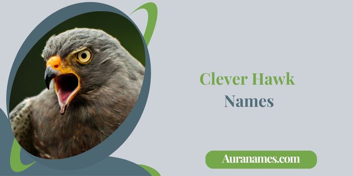 Clever Hawk Names
