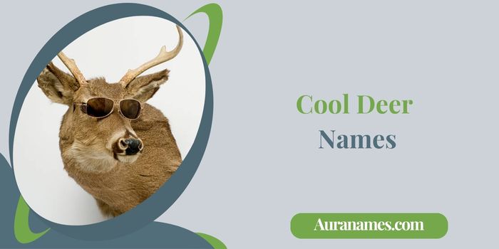 Cool Deer Names