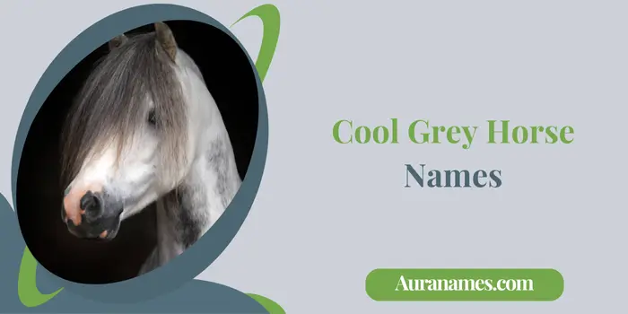 Cool Grey Horse Names