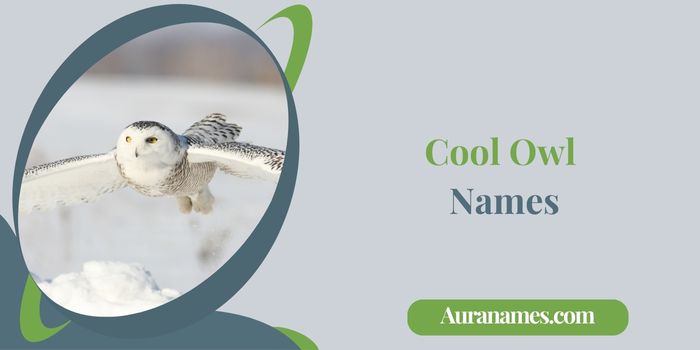 Cool Owl Names