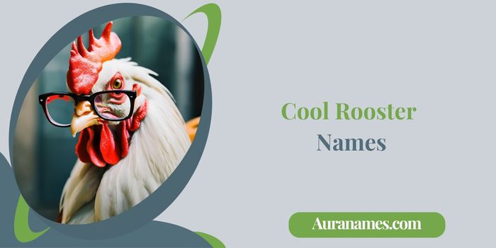 Cool Rooster Names