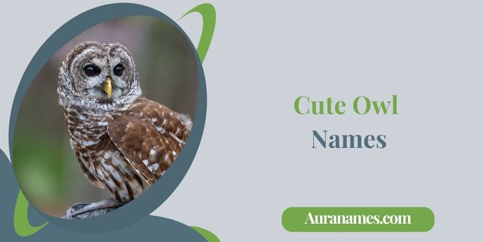 Cute Owl Names