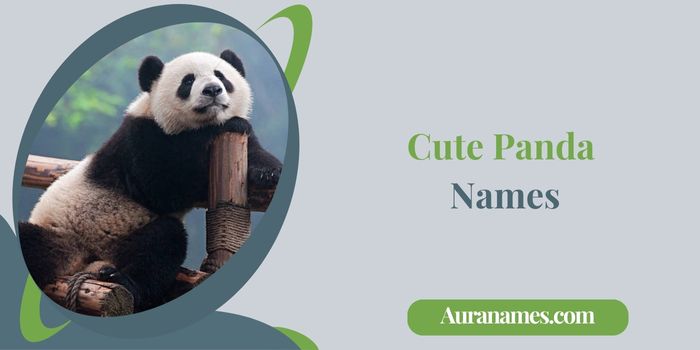 Cute Panda Names