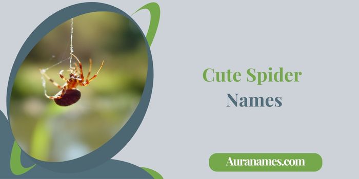 Cute Spider Names
