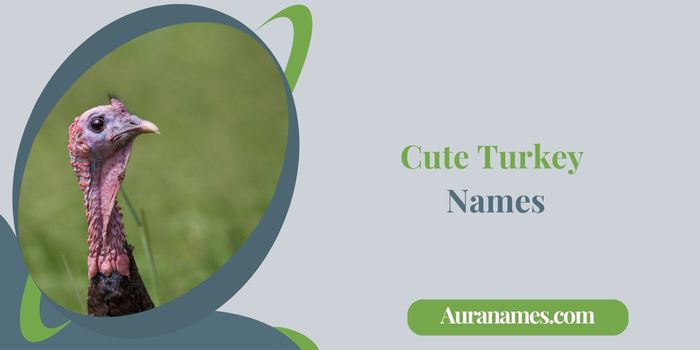 Cute Turkey Names
