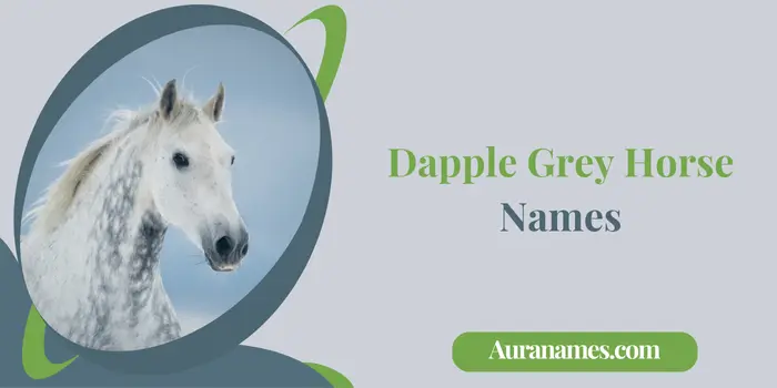 Dapple Grey Horse Names