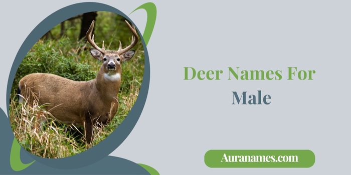 Deer Names For Male