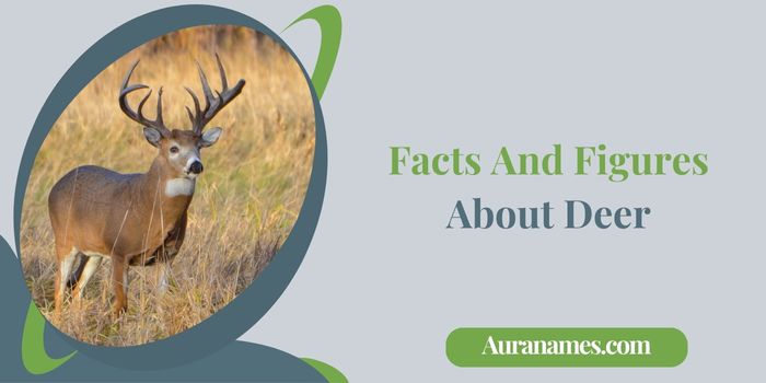 Facts And Figures About Deer