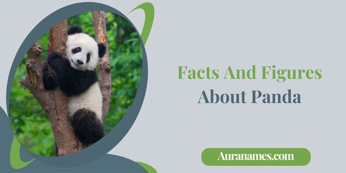 Facts And Figures About Panda