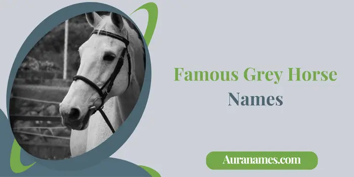 Famous Grey Horse Names