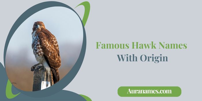 Famous Hawk Names With Origin