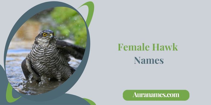 Female Hawk Names