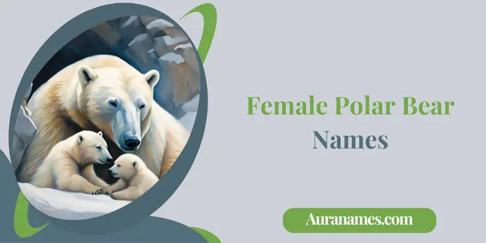 Female Polar Bear Names