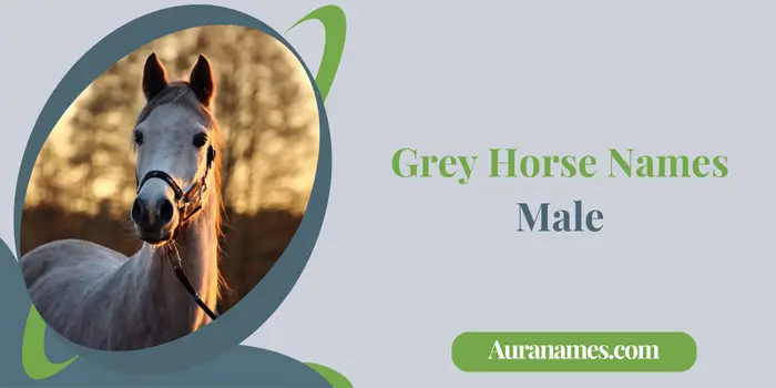 Grey Horse Names Male