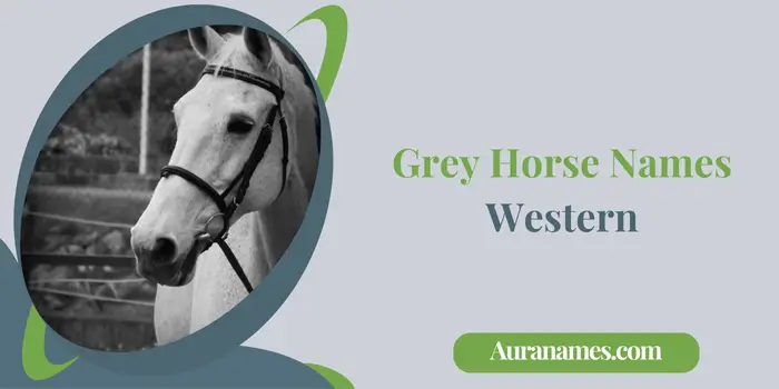 Grey Horse Names Western