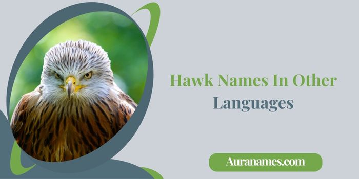 Hawk Names In Other Languages