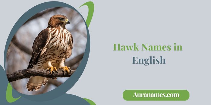Hawk Names in English