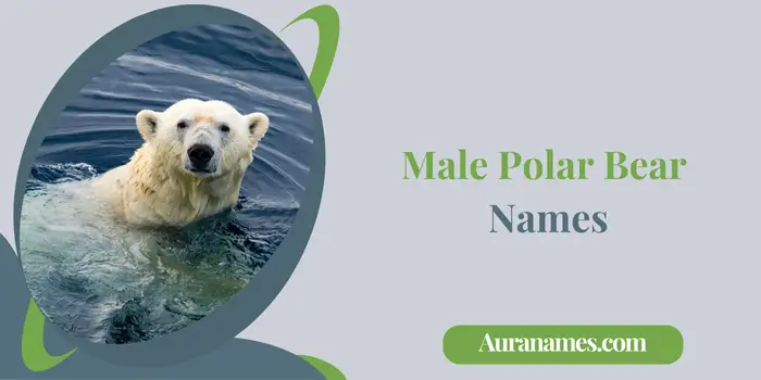 Male Polar Bear Names