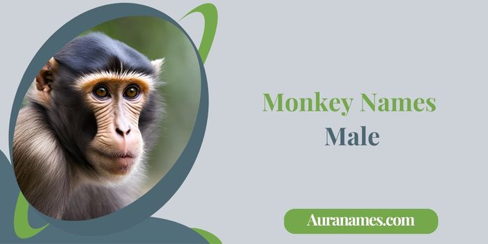 Monkey Names Male