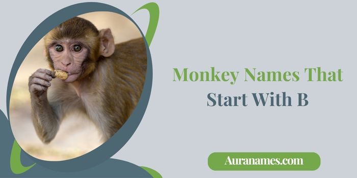 Monkey Names That Start With B