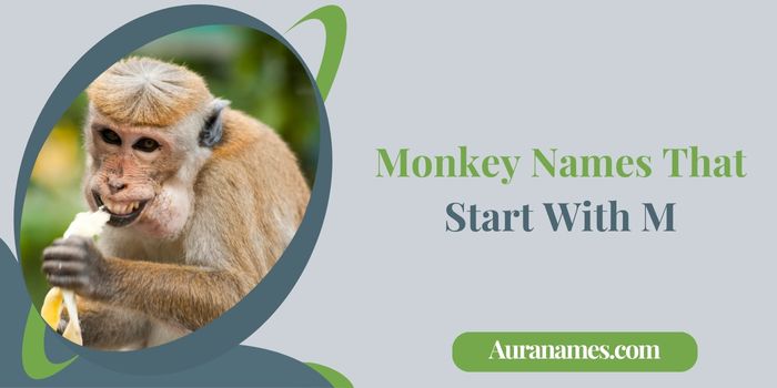 Monkey Names That Start With M