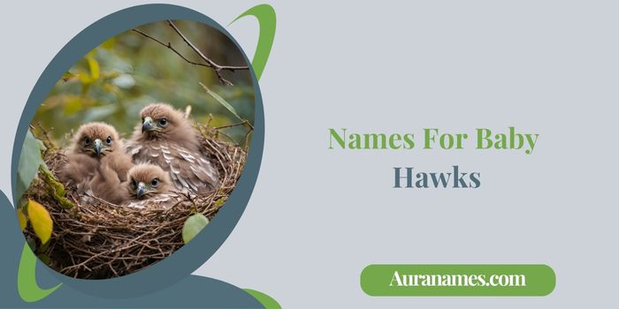 Names For Baby Hawks