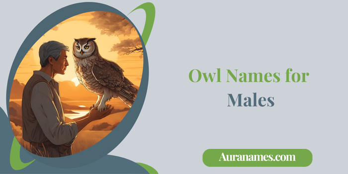 Owl Names for Males