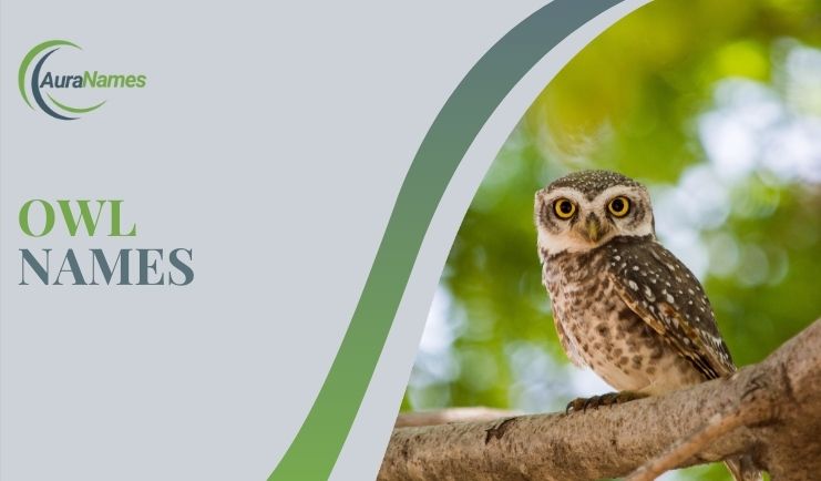 Owl Names