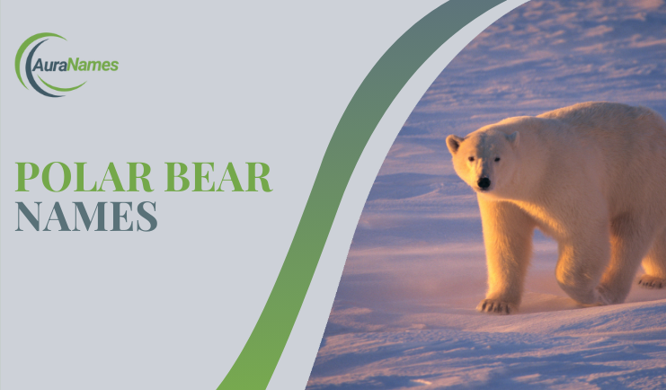 Polar Bear Names
