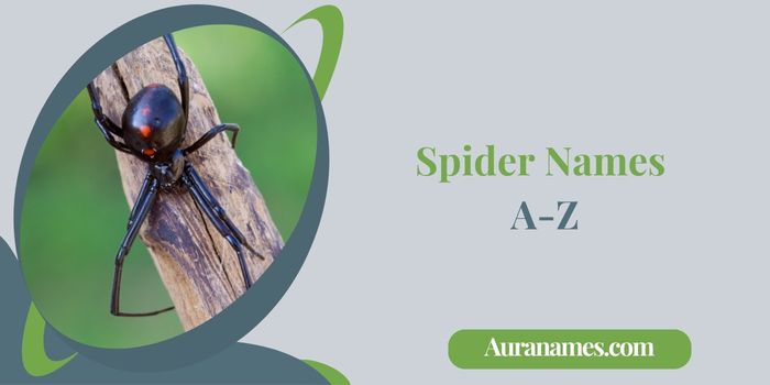 Spider Names A-Z