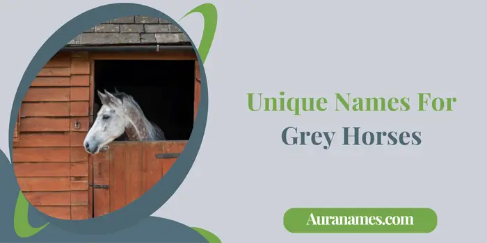 Unique Names For Grey Horses