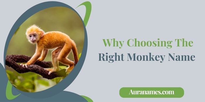 Why Choosing The Right Monkey Name