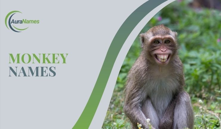monkey Names