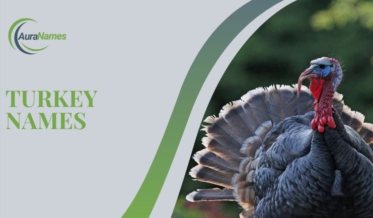 turkey names