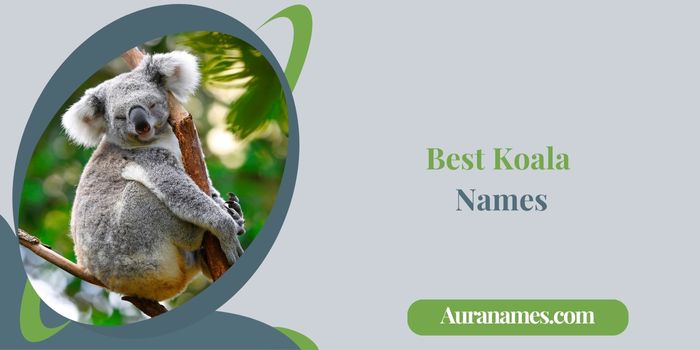 Best Koala Names
