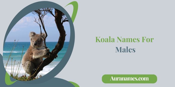 Koala Names For Males