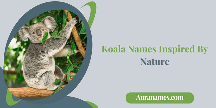 Koala Names Inspired By Nature