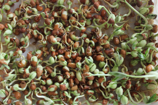 The Rise of Plant-Based Eating