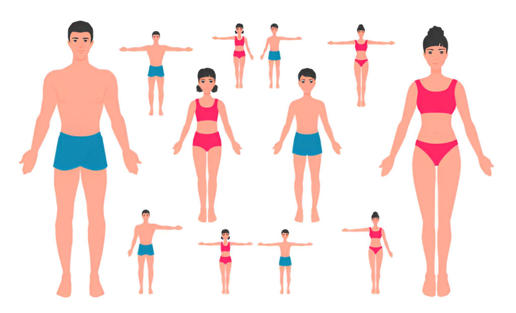 Body Proportion Basics