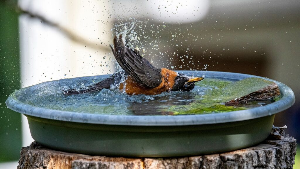 Why Bird Bath Fountains Are the New Must-Have for Eco-Friendly Gardens in 2025